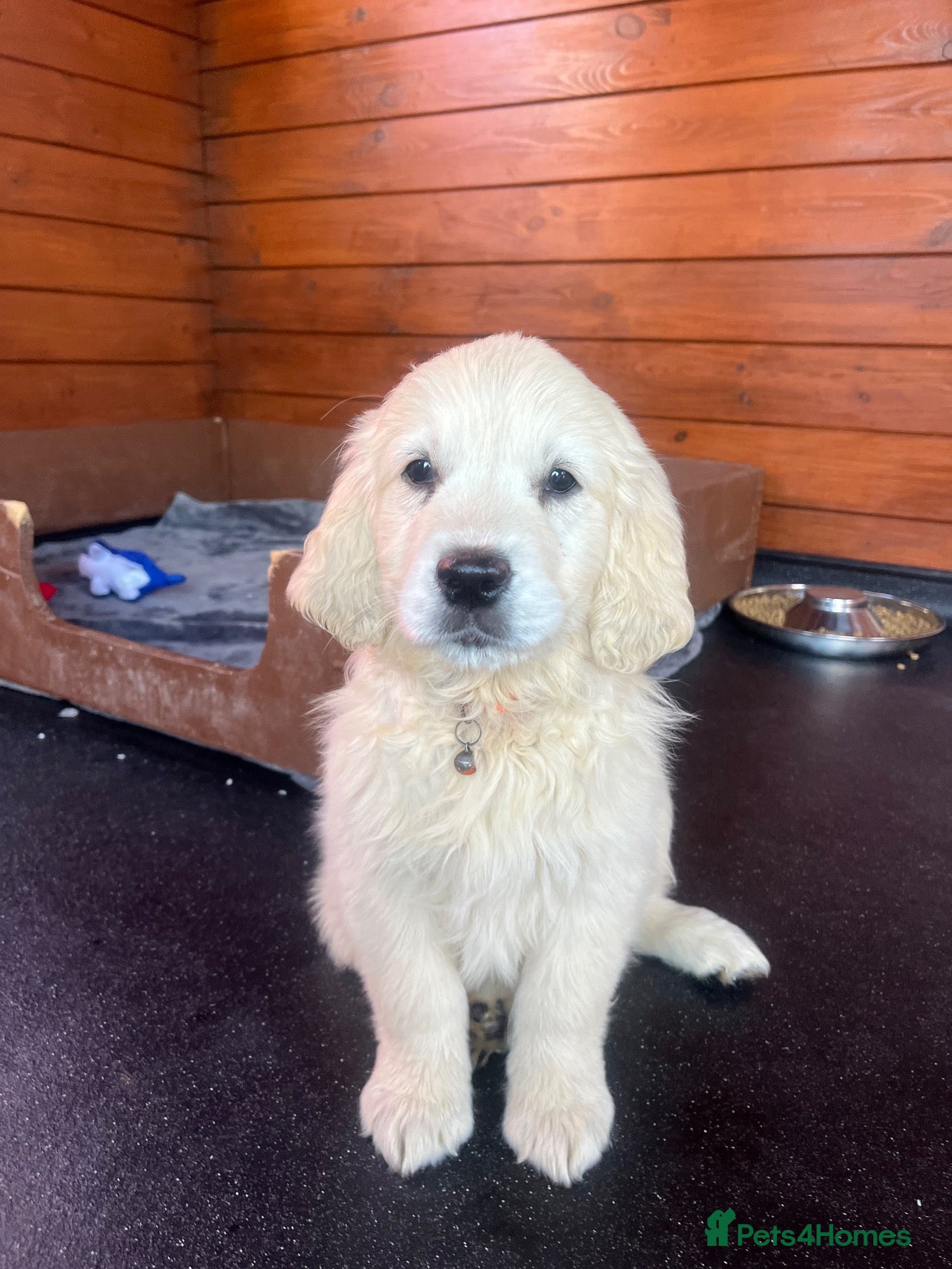 Golden Retriever dogs Golden retriever puppies  - Advert 7