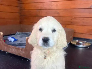 Golden Retriever dogs Golden retriever puppies - Advert 1
