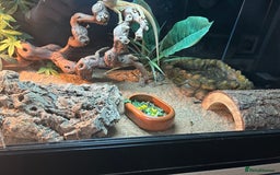 Bearded Dragon reptiles for sale: Bearded dragon  - Image 9