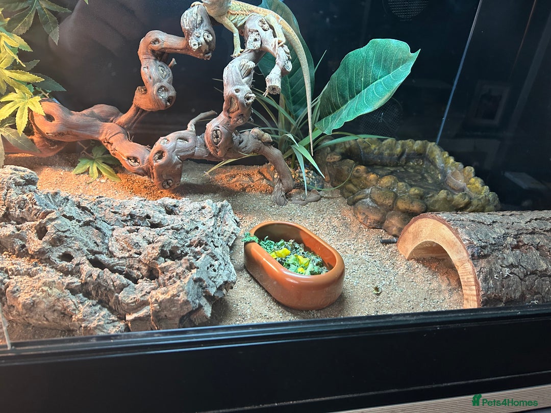 Bearded Dragon reptiles for sale: Bearded dragon  - Image 9