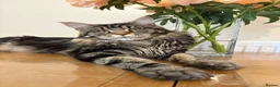Maine Coon cats for sale: Stunning tabby pedigree XL Maine Coons ready now! - Advert 13