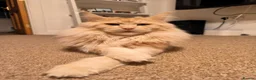 Maine Coon cats for sale: Purebred Maine Coon kittens - Advert 2