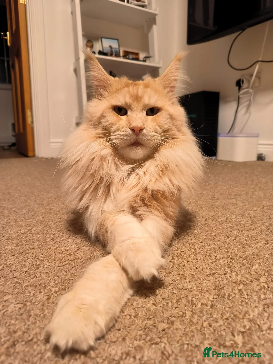 Maine Coon cats for sale: Purebred Maine Coon kittens - Advert 2