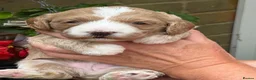 Labradoodle dogs for sale: 🐾 Labradoodle Puppies – Boys & Girls Available 🐾 - Advert 19