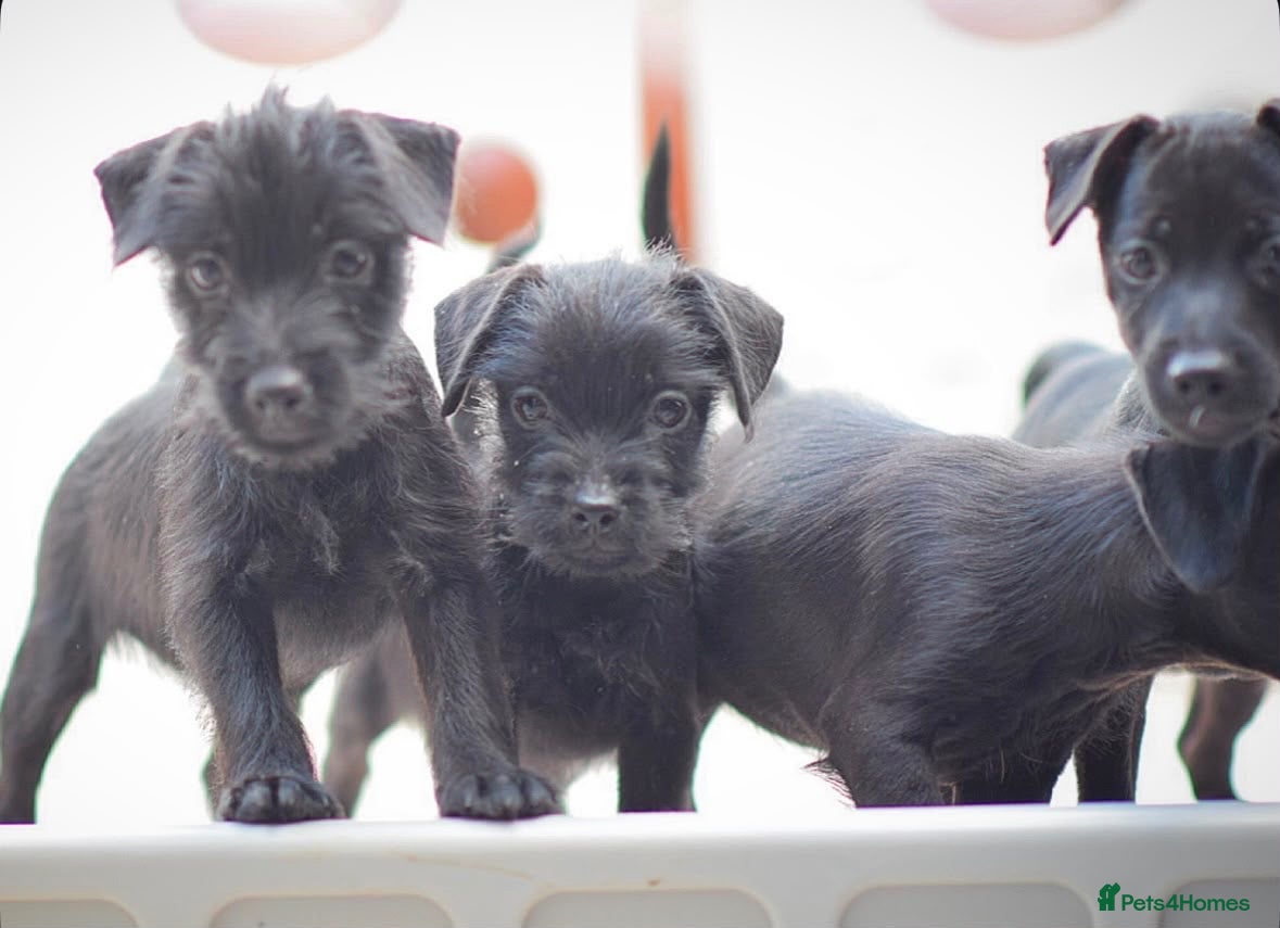 Patterdale Terrier dogs Patterdale puppies  - Advert 1