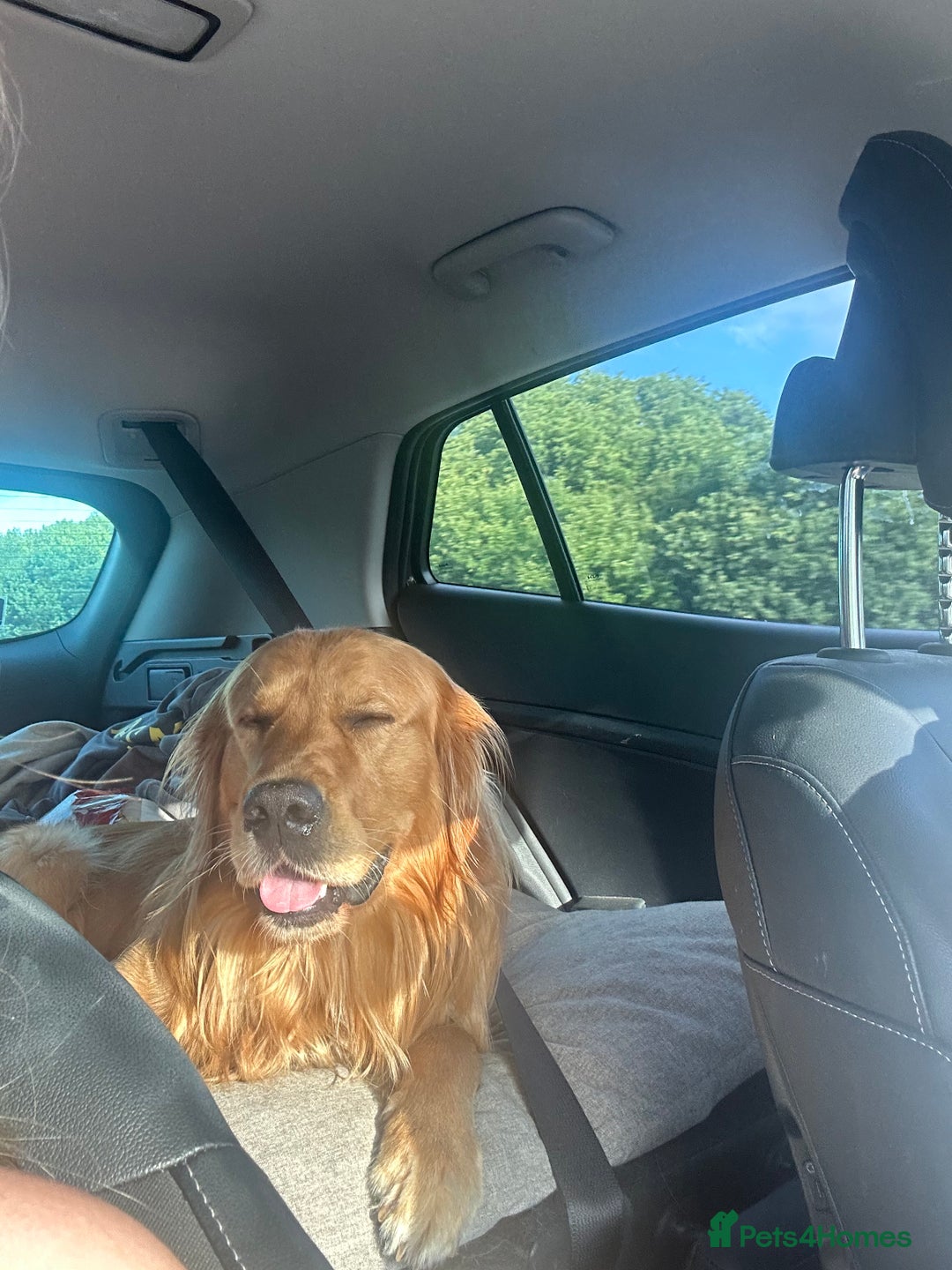 Golden Retriever dogs for stud: HANDSOME 2 YEAR OLD RED STUD - GOLDEN RETRIEVER  - Image 3