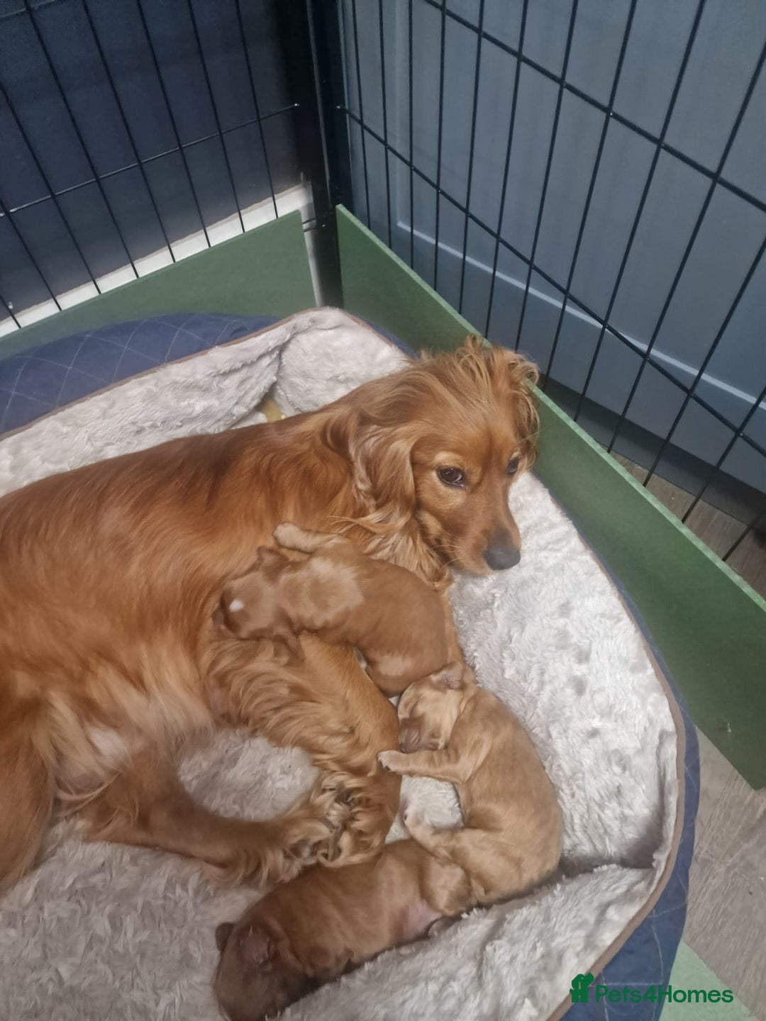 Cocker Spaniel dogs for sale: Beautiful cocker spaniel puppies - Image 1