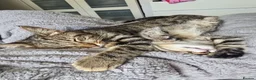 Mixed Breed cats for sale: 3 playful kittens for sale. - Advert 3