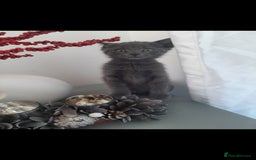 Russian Blue cats for sale: Grey girl 10 weeks - Image 5