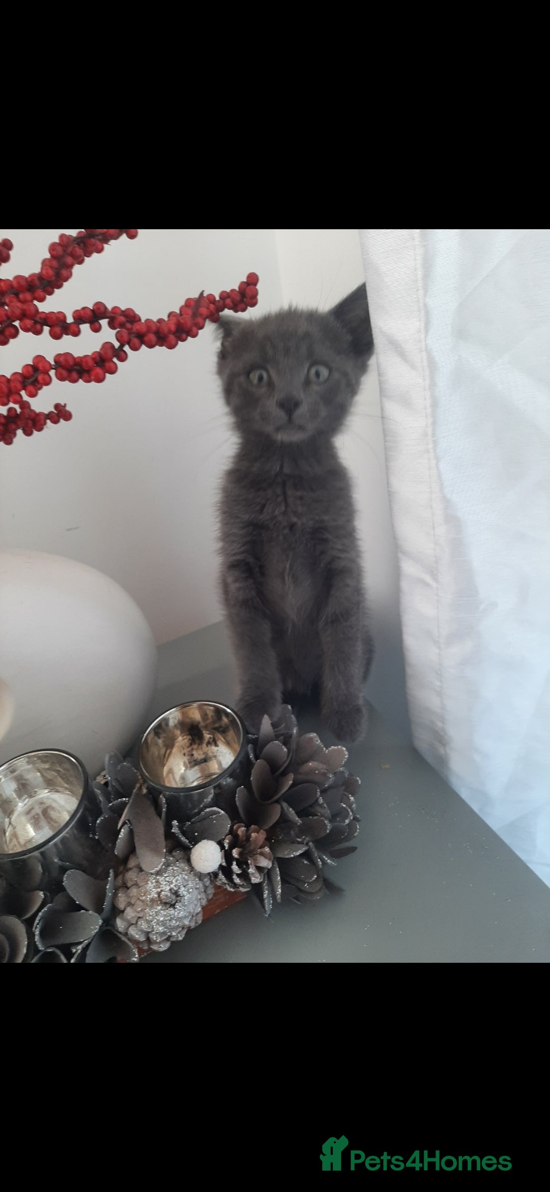 Russian Blue cats for sale: Grey girl 10 weeks - Image 5