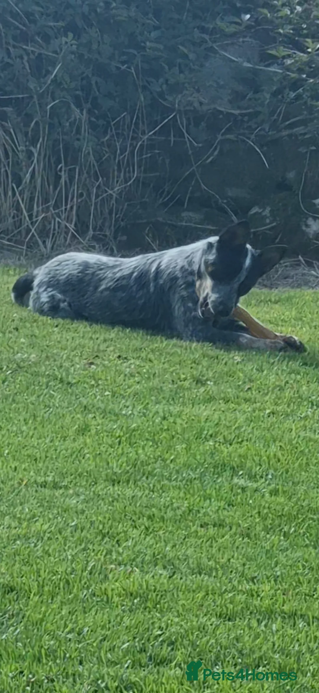 Mixed Breed dogs for sale: AUSTRALIAN CATTLE DOG X COLLIE PUPPIES - Advert 22