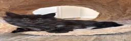 Maine Coon cats for sale: 🖤Stunning Black Smoke Maine Coon Girls - Advert 18