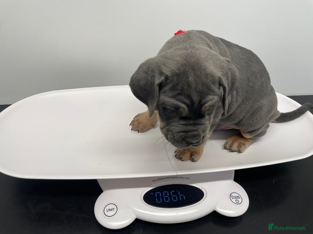 Cane Corso dogs for sale: CANE CORSO TOP QUALITY STRAJANO BLOODLINE FERMINTO - Advert 39