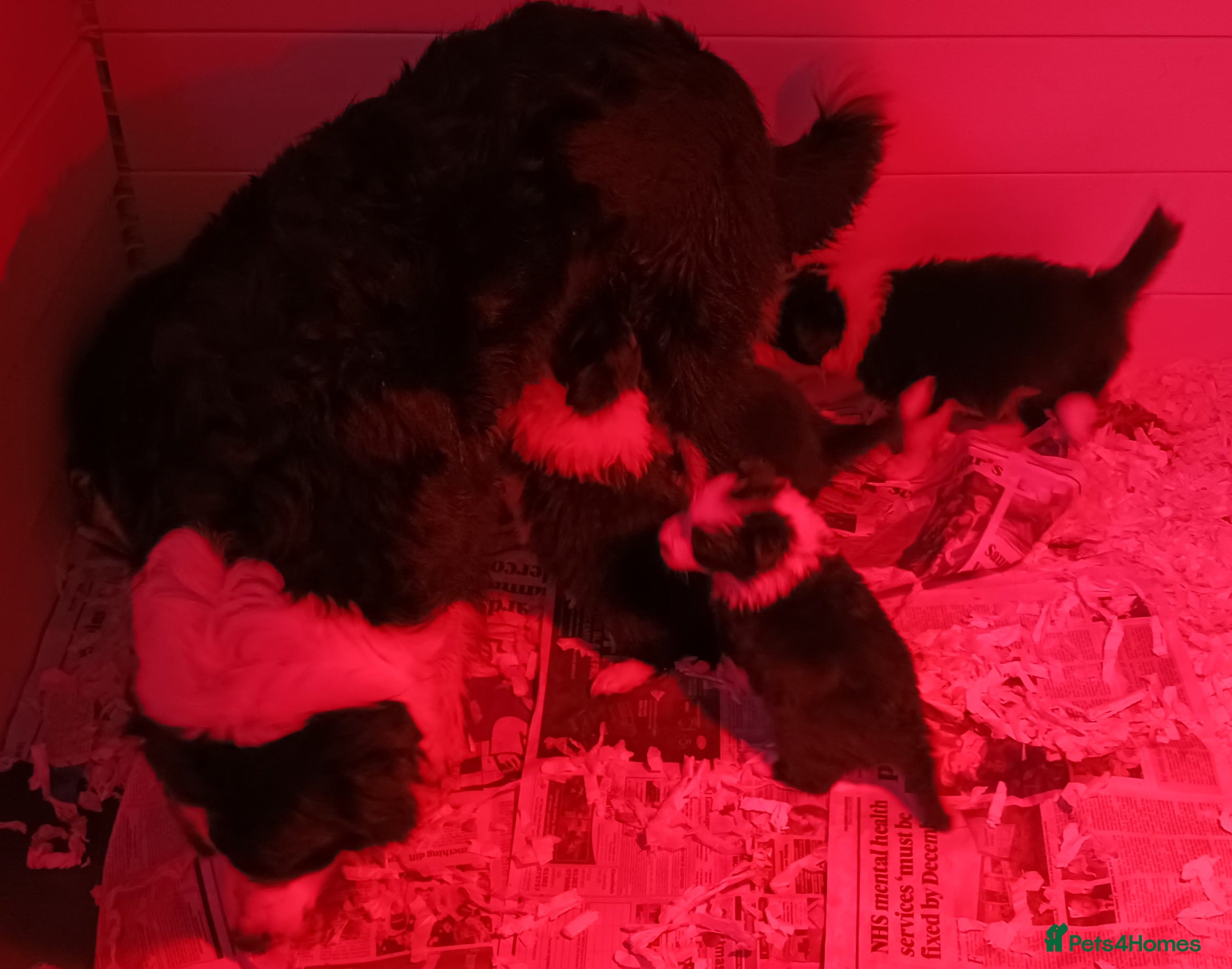 Border Collie dogs Beautiful rough coated Border collie pups - Advert 2