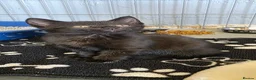 Mixed Breed cats for sale: Kittens available  - Advert 10