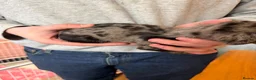Mixed Breed dogs for sale: Cavapoo x dachshund  in Newark - Advert 6