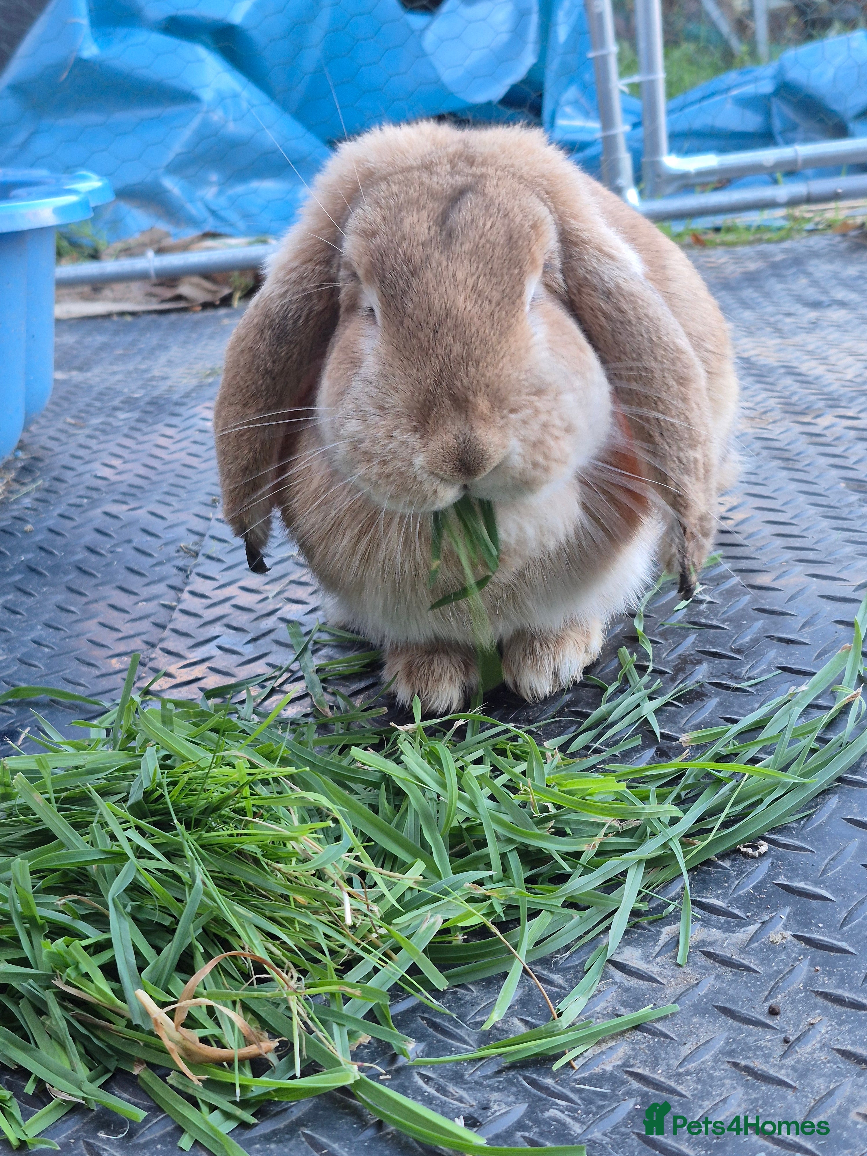 Continental Giant rabbits Giant french lop  - Advert 23