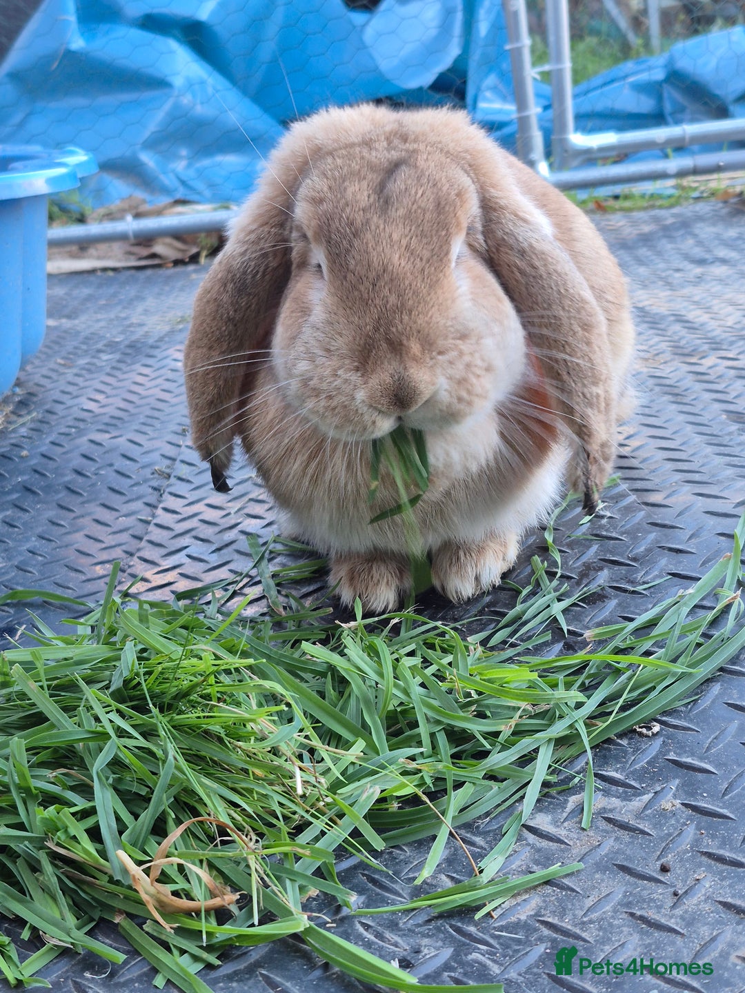 Continental Giant rabbits for sale: Giant french lop  - Advert 1