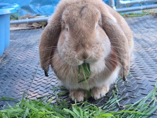 Continental Giant rabbits Giant french lop - Advert 2