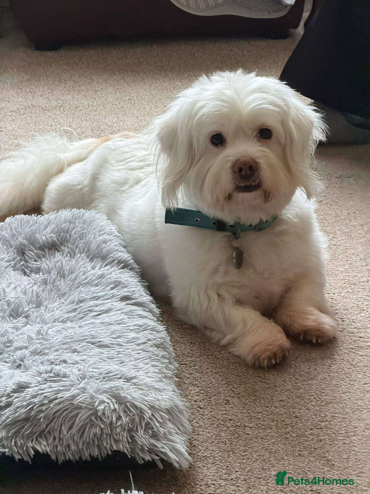 Mixed Breed dogs Logan and Buddy 6 year old Fluff balls in Watford - Advert 1