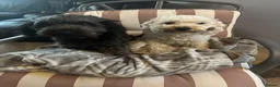 Cockapoo dogs for sale: Cockapoo Brothers for rehoming in Braintree - Advert 2