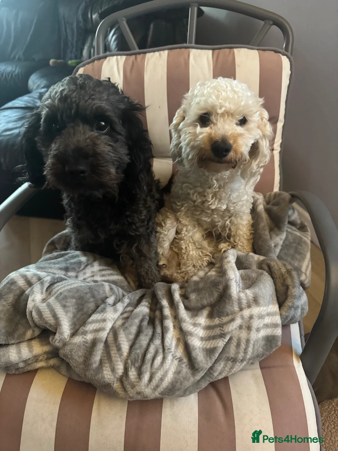 Cockapoo dogs for sale: Cockapoo Brothers for rehoming in Braintree - Advert 2