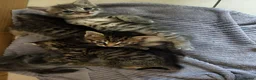 Mixed Breed cats for sale: 4 Beautiful Male Kittens Ready 15th May - Advert 3
