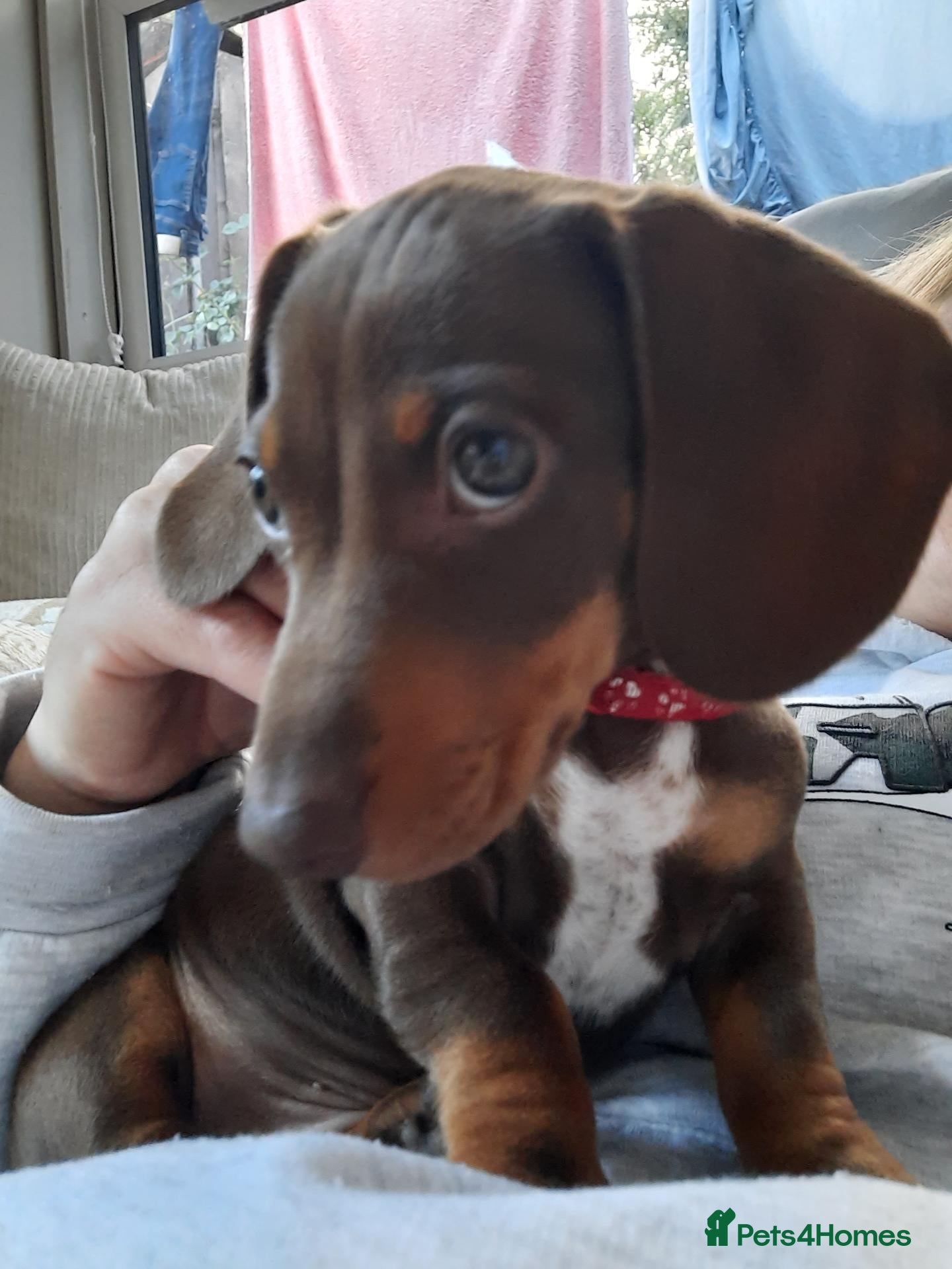 Miniature Dachshund dogs Beautiful litter of miniature dachshunds.9weeksold - Advert 17