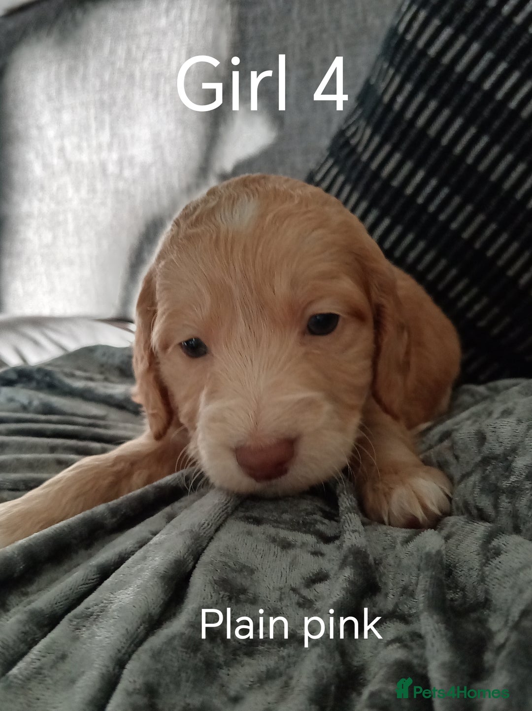 Cockapoo dogs for sale: 8 Beautiful Cockapoos puppies - Advert 36