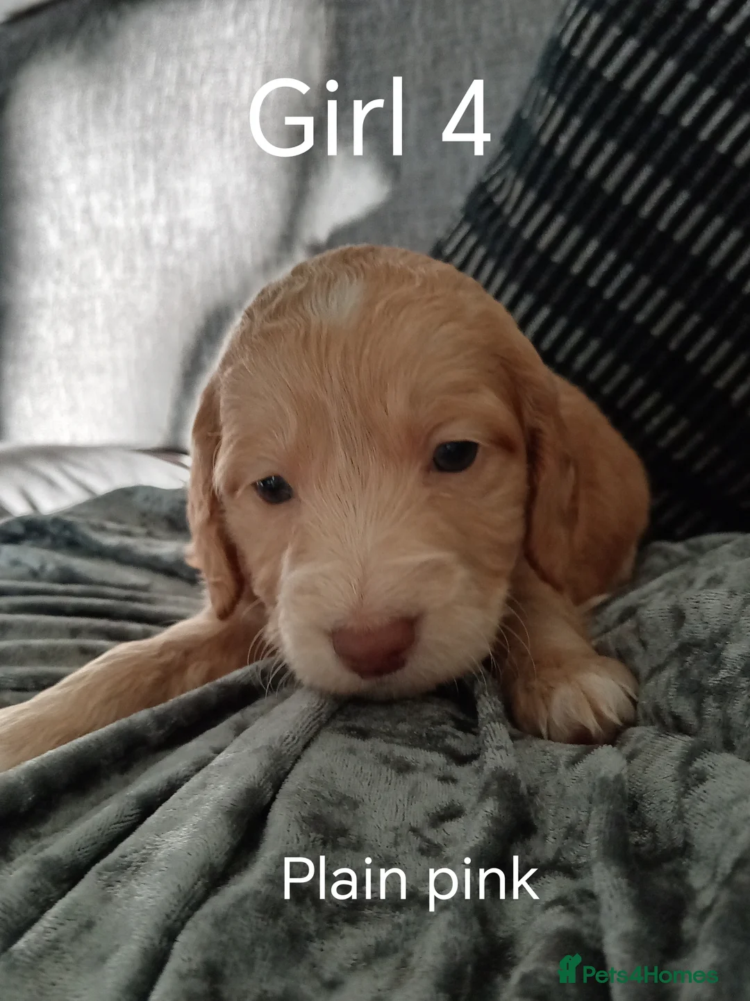 Cockapoo dogs for sale: 8 Beautiful Cockapoo Puppies - Advert 35