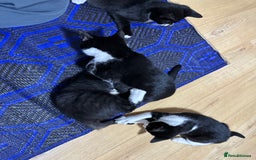 Mixed Breed cats for sale: Beautiful Kittens for sale - Image 1