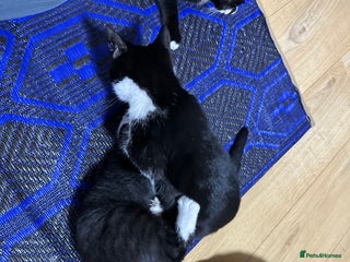 Mixed Breed cats - Advert 33