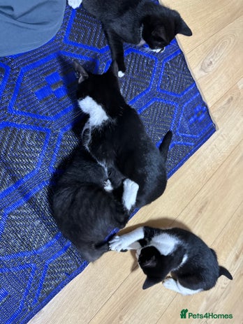 Mixed Breed cats Beautiful Kittens for sale - Advert 18