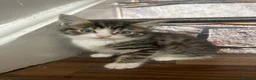 Mixed Breed cats for sale: Mixed Breed Kittens - Advert 3