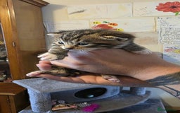 Bengal cats for sale: Kittens x bengal  - Advert 13