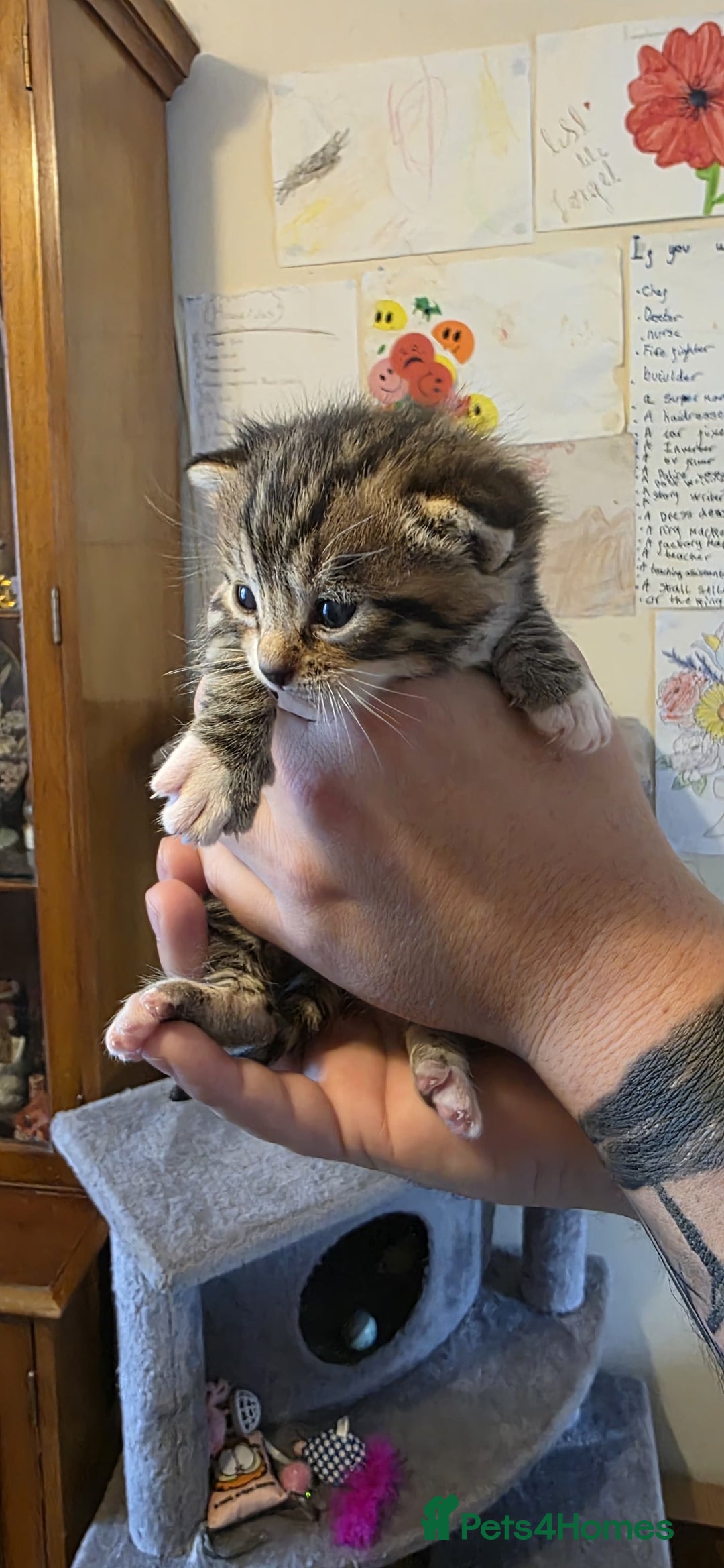 Bengal cats for sale: Kittens x bengal  - Advert 13