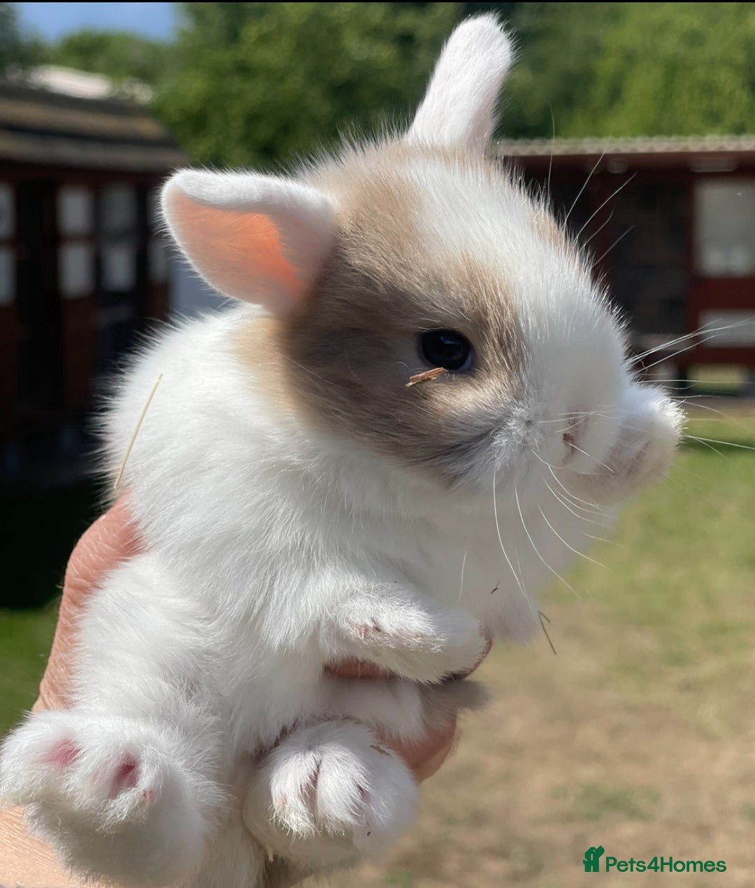 Lionhead rabbits for sale: Baby Lionhead bunnies ! Ready to be reserved ! - Image 15