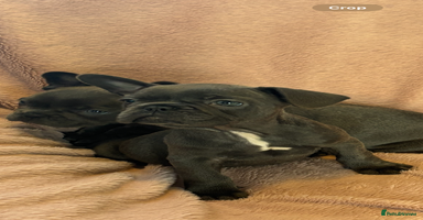 French Bulldog dogs - Advert 2