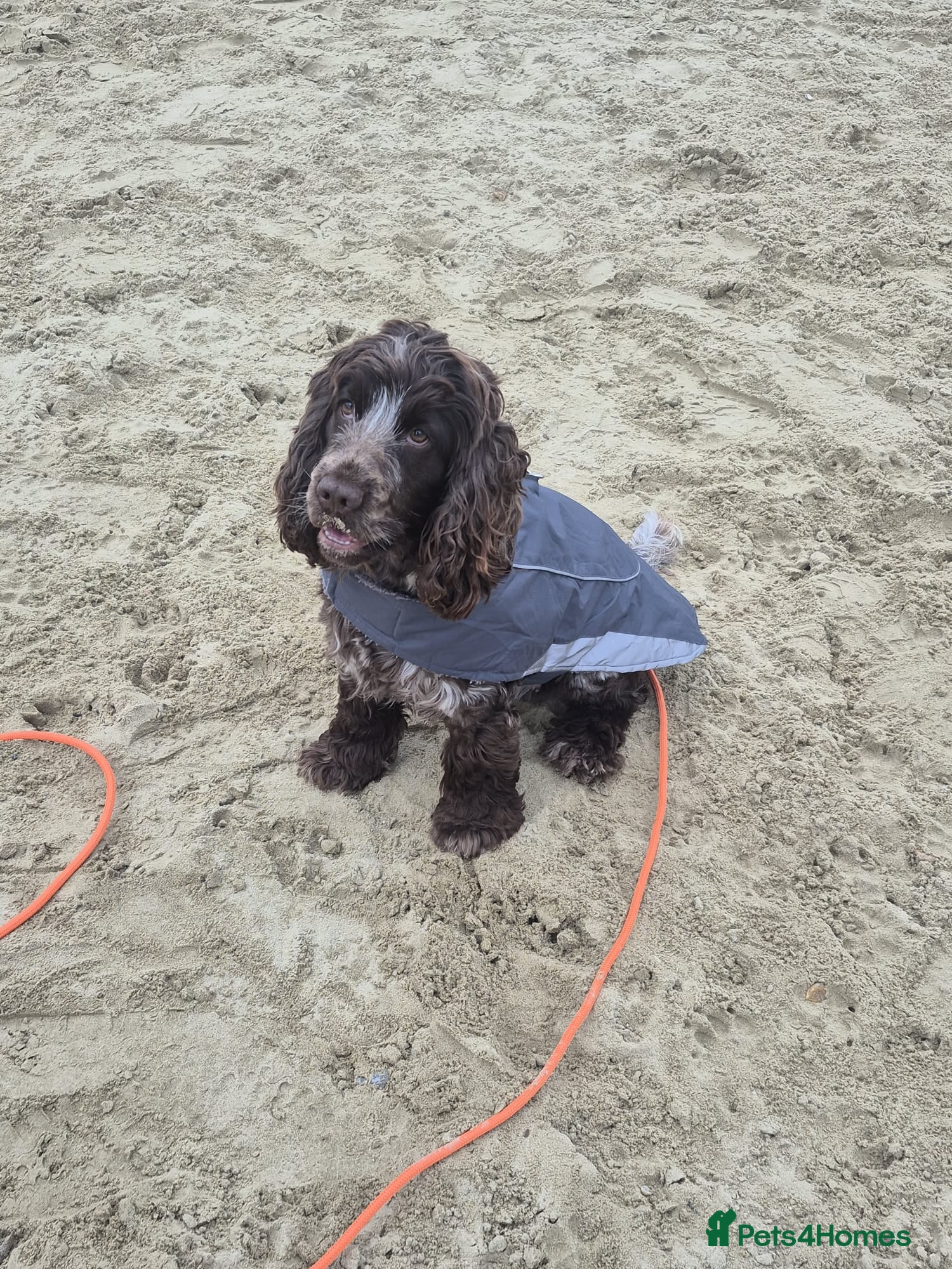 Mollie 