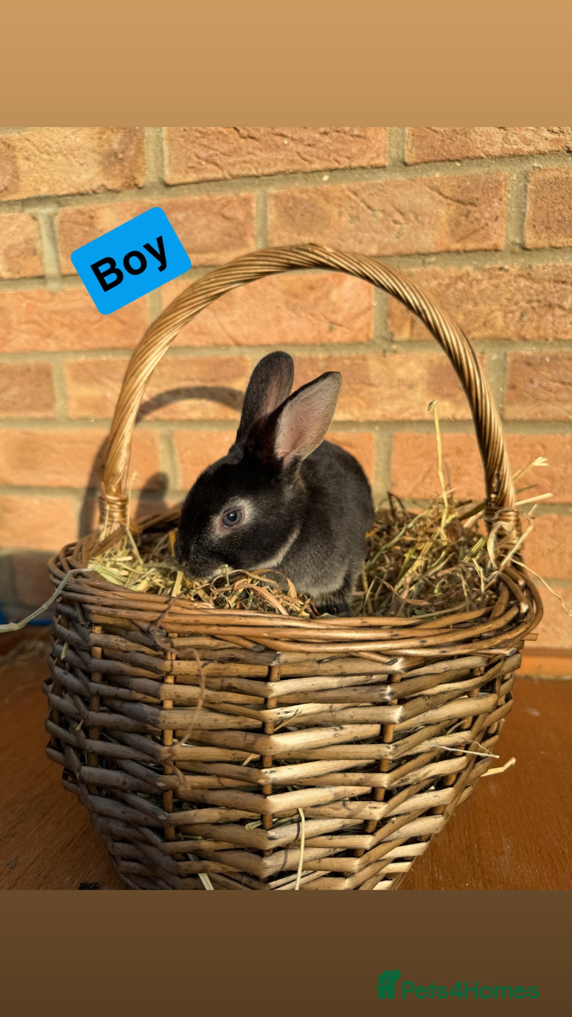 Rex rabbits 🐰Beautiful Standard Rex Rabbits🐰 - Advert 4