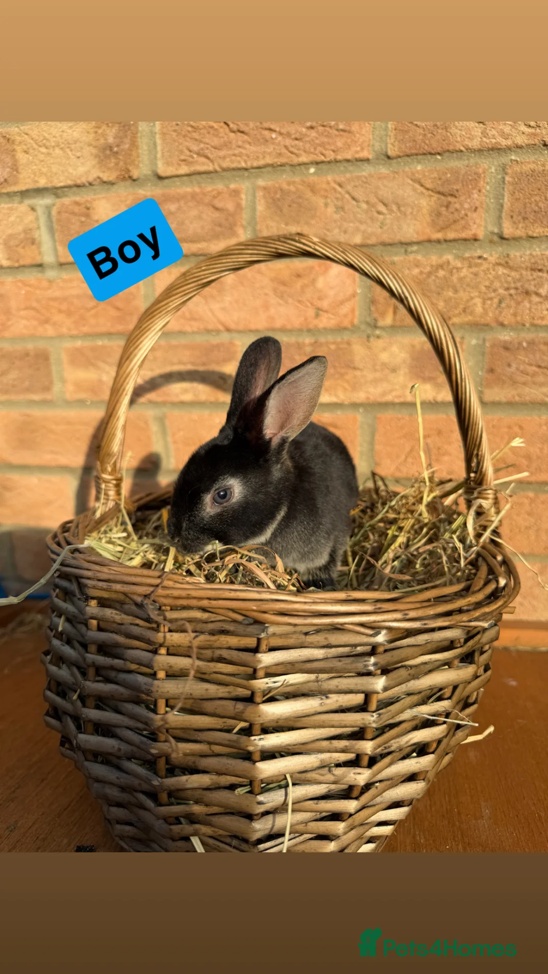 Rex rabbits for sale: 🐰Beautiful Standard Rex Rabbits🐰 - Advert 2