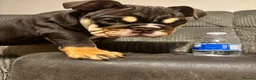 English Bulldog dogs for sale: Chocolate and tan British/english bulldog female - Advert 7