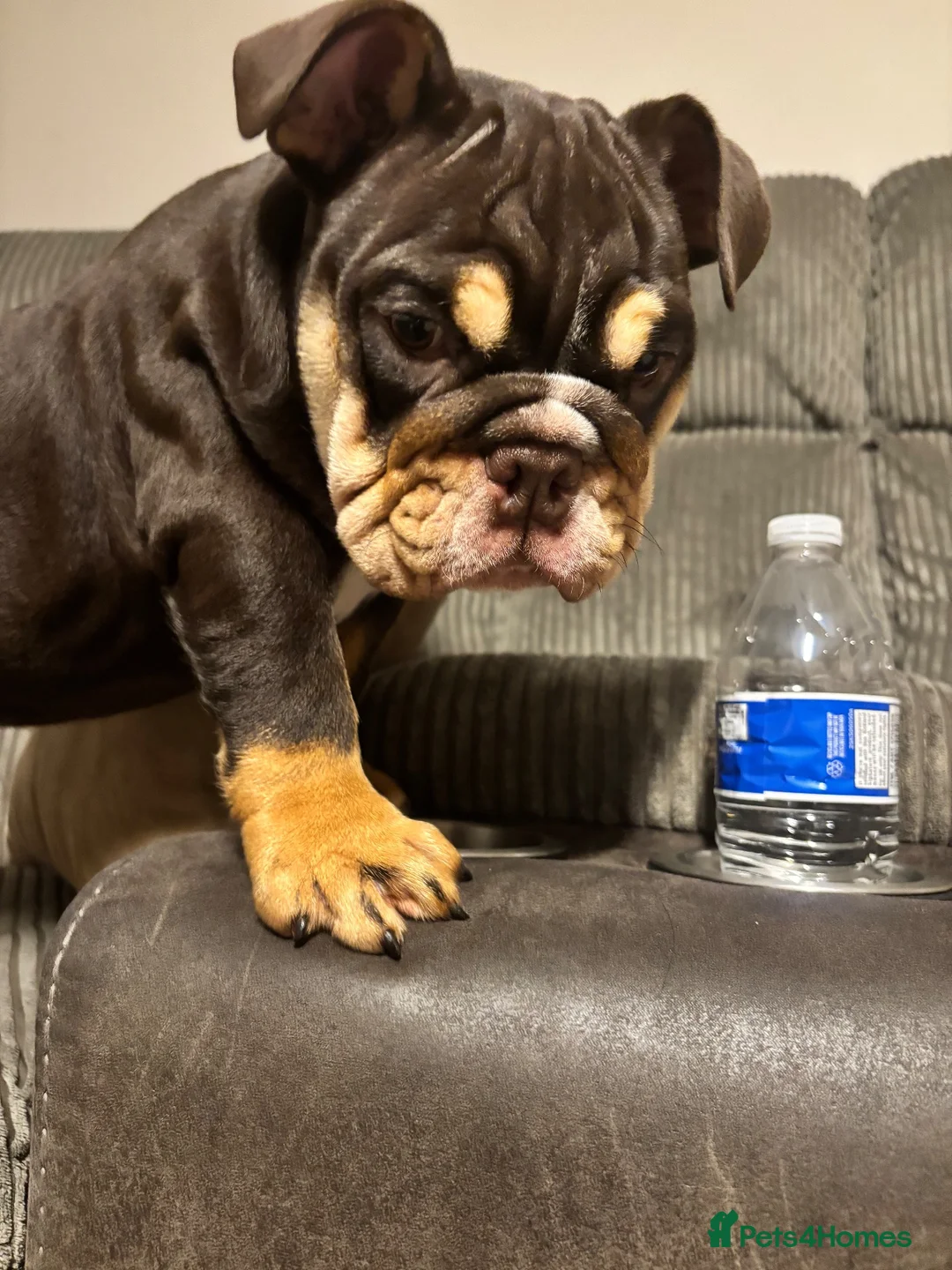 English Bulldog dogs for sale: Chocolate and tan British/english bulldog female - Advert 7