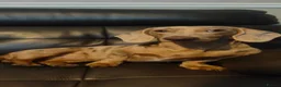 Dachshund dogs for sale: 2 Beautiful Isabella twin Dachshunds  - Advert 7