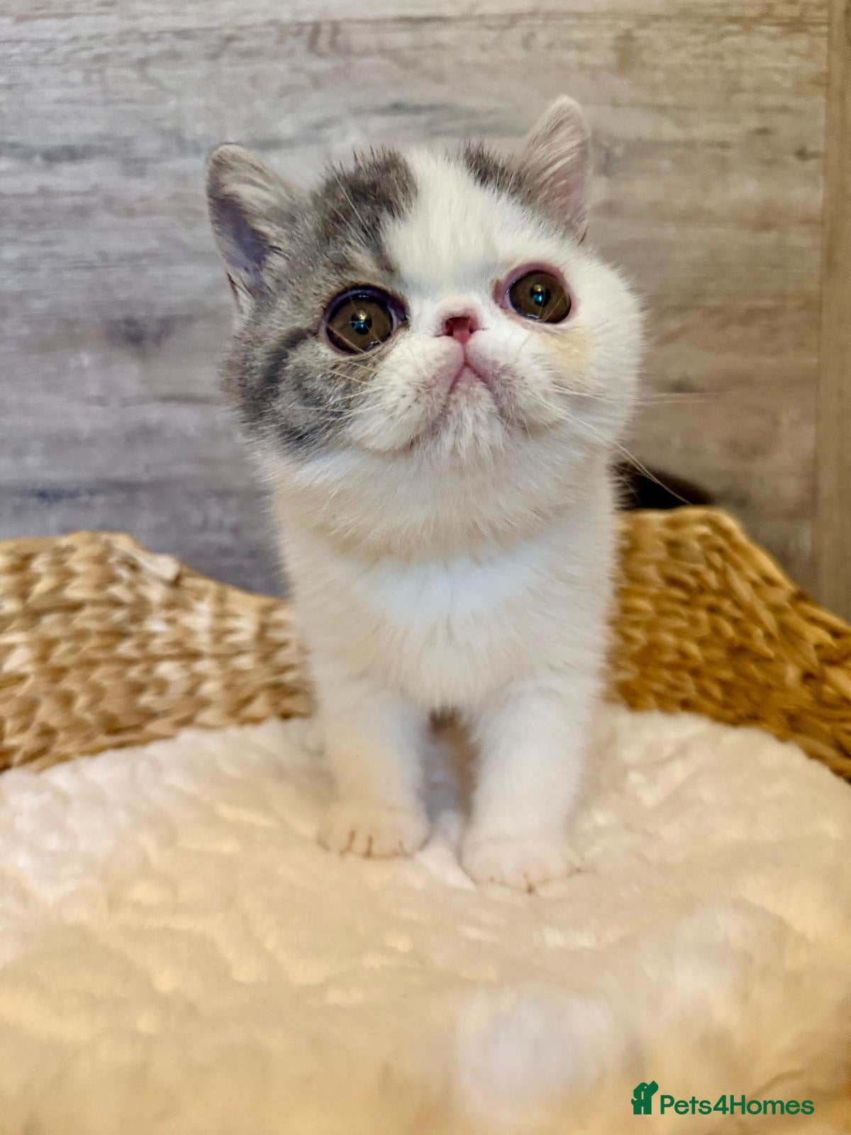 Exotic cats Outstanding Exotic Shorthair Kittens - Advert 3