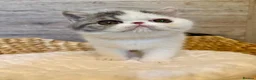 Exotic cats for sale: Outstanding Exotic Shorthair Kittens - Advert 1