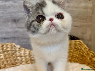 Exotic cats Outstanding Exotic Shorthair Kittens - Advert 3