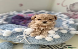 Maltipoo dogs for sale: 🧸🩷 Incredible Asian Maltipoo GIRLS 🩷🧸 - Image 7