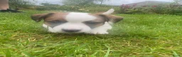 Jack Russell dogs for sale: 1 beautiful boy Jack Russell left  - Advert 15