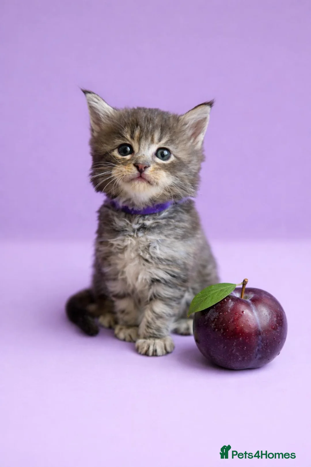 Maine Coon cats for sale: Beautiful Silver tabby Maine coon girls - Advert 18